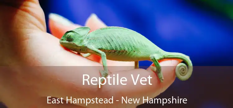 Reptile Vet East Hampstead - New Hampshire