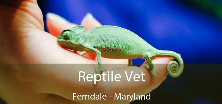 Reptile Vet Ferndale - Maryland