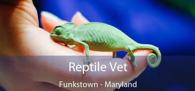 Reptile Vet Funkstown - Maryland