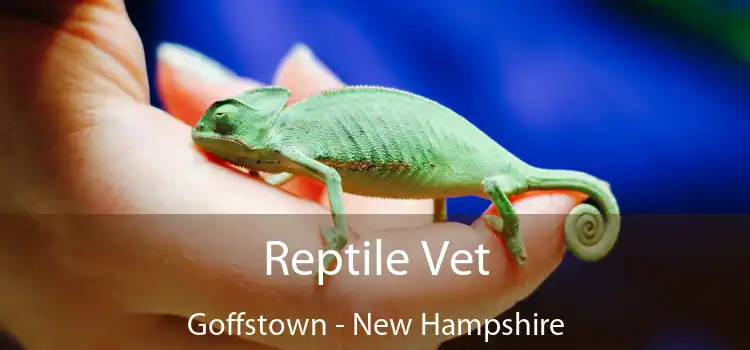 Reptile Vet Goffstown - New Hampshire