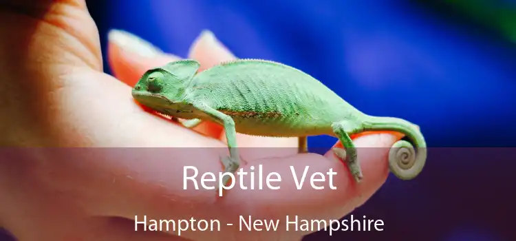 Reptile Vet Hampton - New Hampshire