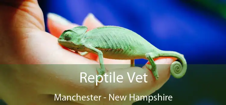 Reptile Vet Manchester - New Hampshire