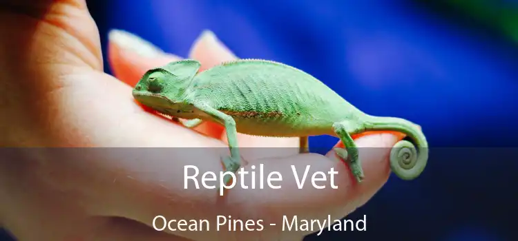 Reptile Vet Ocean Pines - Maryland