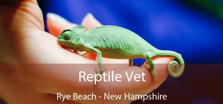 Reptile Vet Rye Beach - New Hampshire