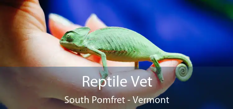 Reptile Vet South Pomfret - Vermont