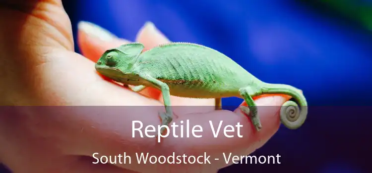 Reptile Vet South Woodstock - Vermont