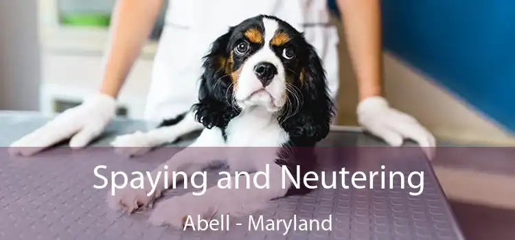 Spaying and Neutering Abell - Maryland