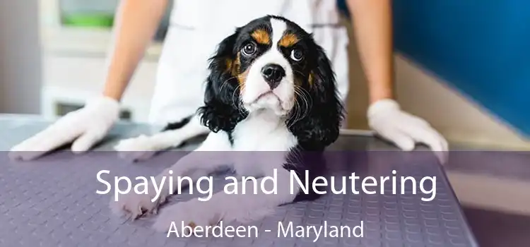 Spaying and Neutering Aberdeen - Maryland