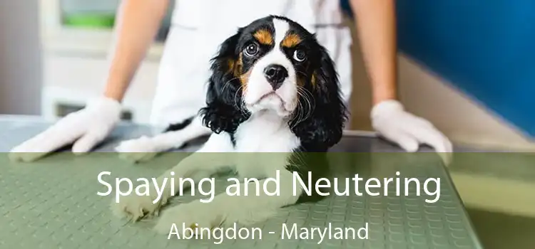 Spaying and Neutering Abingdon - Maryland