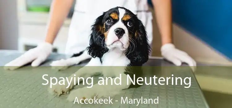 Spaying and Neutering Accokeek - Maryland