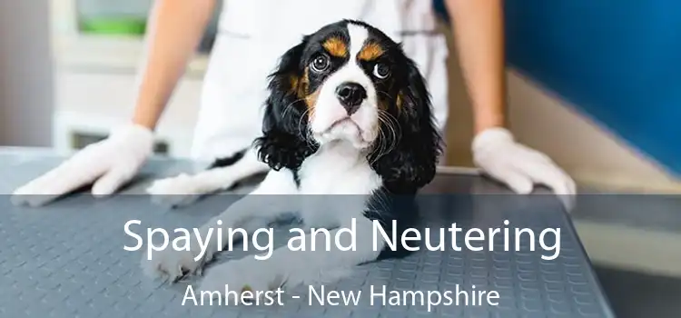 Spaying and Neutering Amherst - New Hampshire