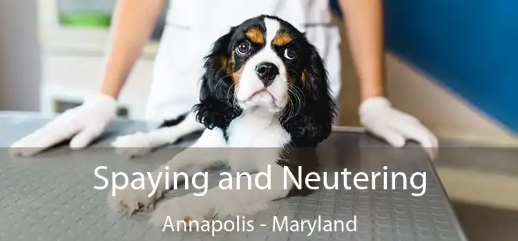 Spaying and Neutering Annapolis - Maryland