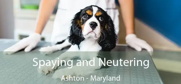 Spaying and Neutering Ashton - Maryland