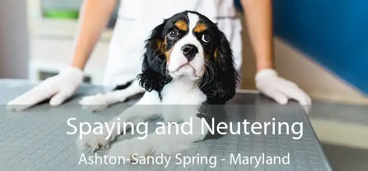 Spaying and Neutering Ashton-Sandy Spring - Maryland