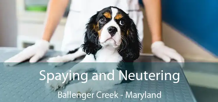 Spaying and Neutering Ballenger Creek - Maryland