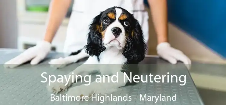 Spaying and Neutering Baltimore Highlands - Maryland