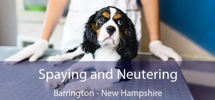 Spaying and Neutering Barrington - New Hampshire