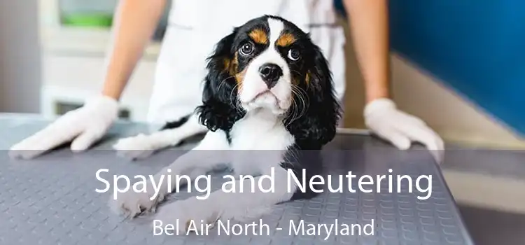 Spaying and Neutering Bel Air North - Maryland