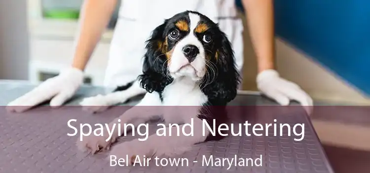 Spaying and Neutering Bel Air town - Maryland