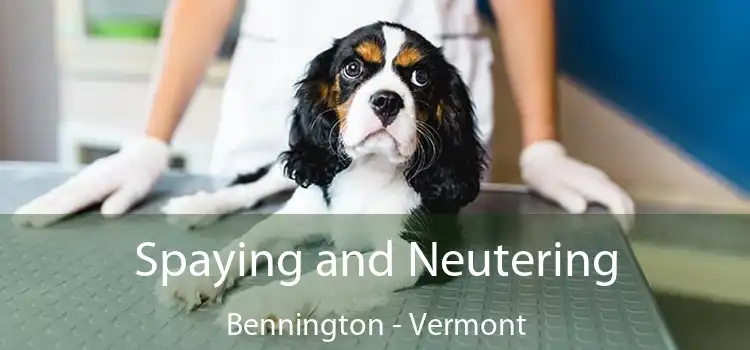 Spaying and Neutering Bennington - Vermont