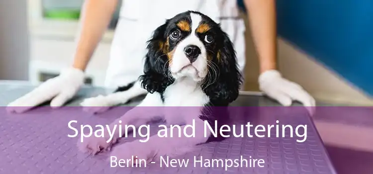 Spaying and Neutering Berlin - New Hampshire