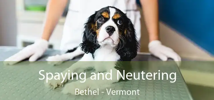 Spaying and Neutering Bethel - Vermont