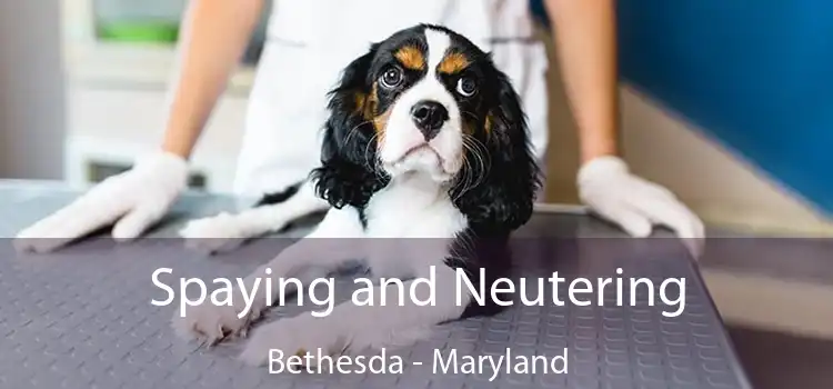 Spaying and Neutering Bethesda - Maryland