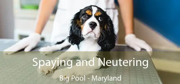 Spaying and Neutering Big Pool - Maryland