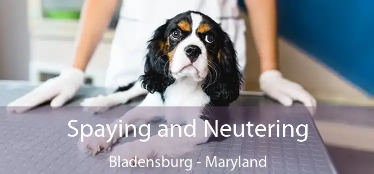 Spaying and Neutering Bladensburg - Maryland