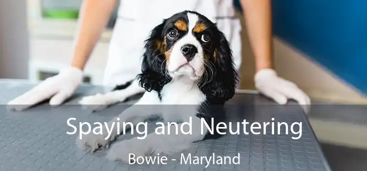 Spaying and Neutering Bowie - Maryland