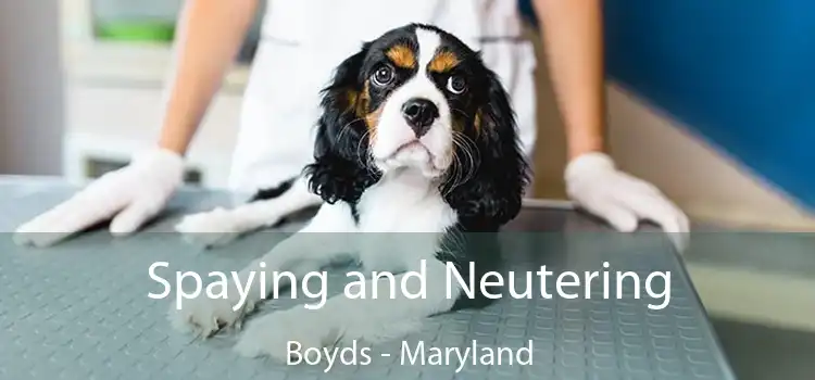 Spaying and Neutering Boyds - Maryland