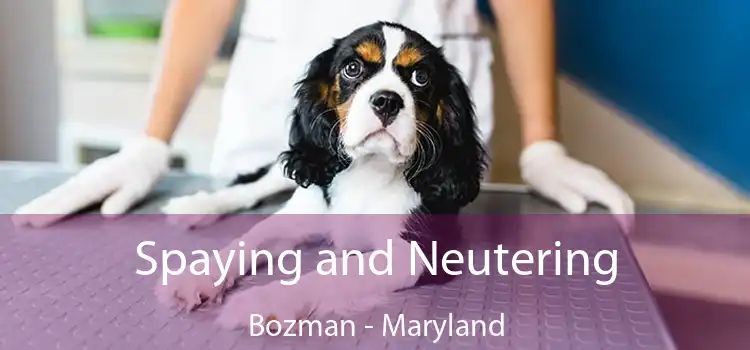 Spaying and Neutering Bozman - Maryland