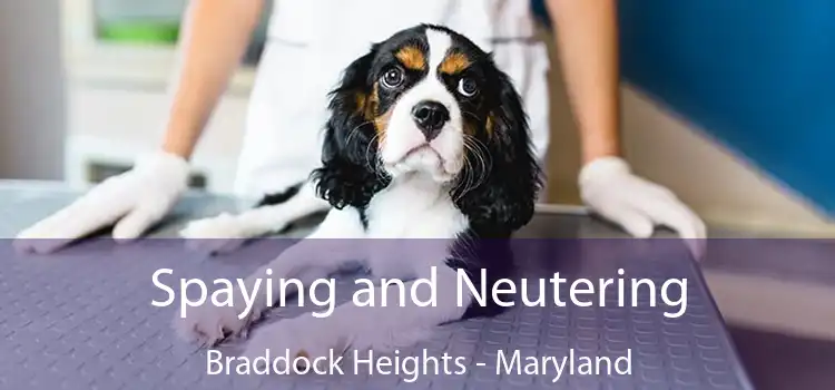 Spaying and Neutering Braddock Heights - Maryland