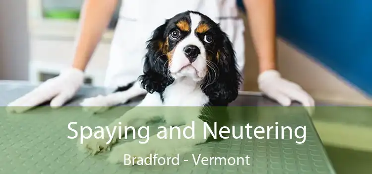 Spaying and Neutering Bradford - Vermont