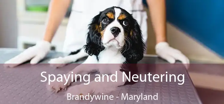 Spaying and Neutering Brandywine - Maryland