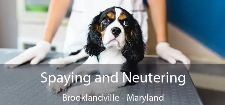 Spaying and Neutering Brooklandville - Maryland