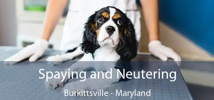 Spaying and Neutering Burkittsville - Maryland