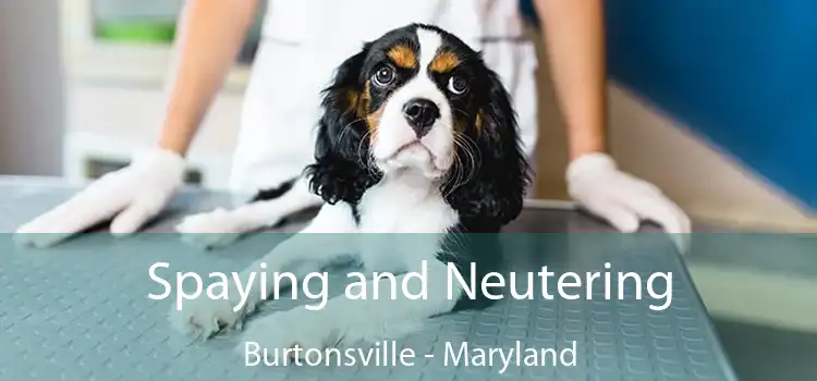 Spaying and Neutering Burtonsville - Maryland