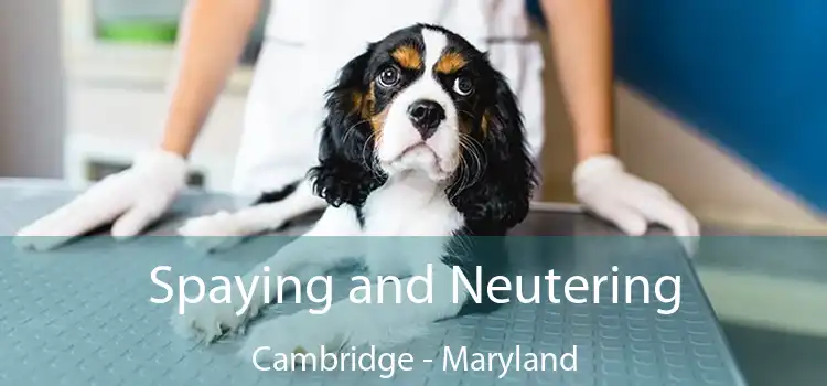 Spaying and Neutering Cambridge - Maryland