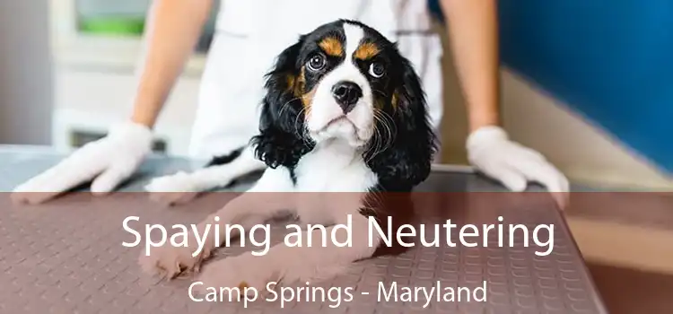 Spaying and Neutering Camp Springs - Maryland