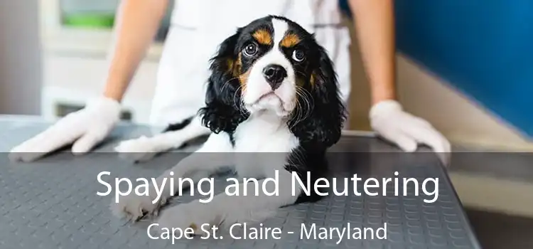 Spaying and Neutering Cape St. Claire - Maryland