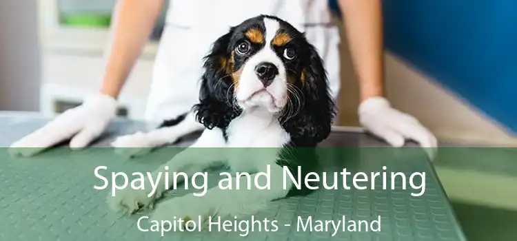 Spaying and Neutering Capitol Heights - Maryland