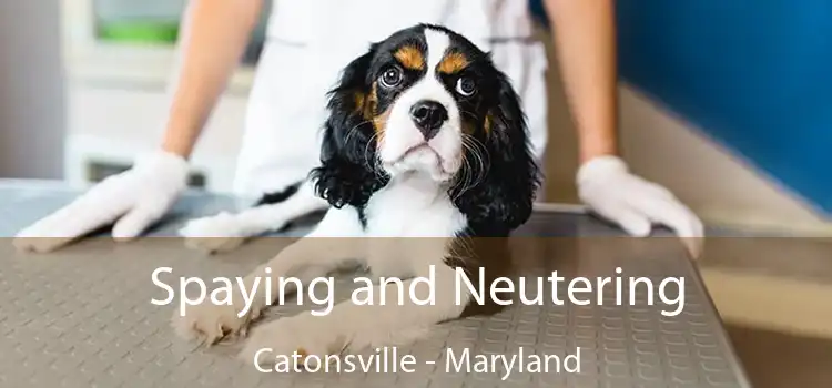 Spaying and Neutering Catonsville - Maryland