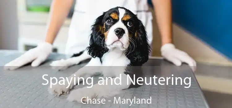 Spaying and Neutering Chase - Maryland