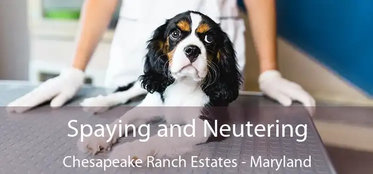 Spaying and Neutering Chesapeake Ranch Estates - Maryland