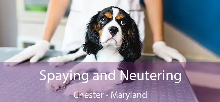 Spaying and Neutering Chester - Maryland