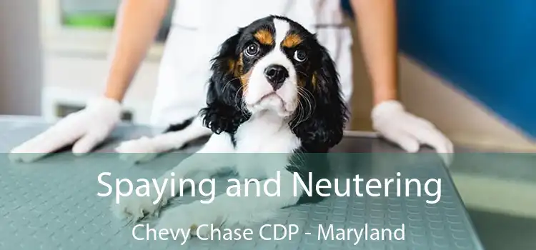 Spaying and Neutering Chevy Chase CDP - Maryland