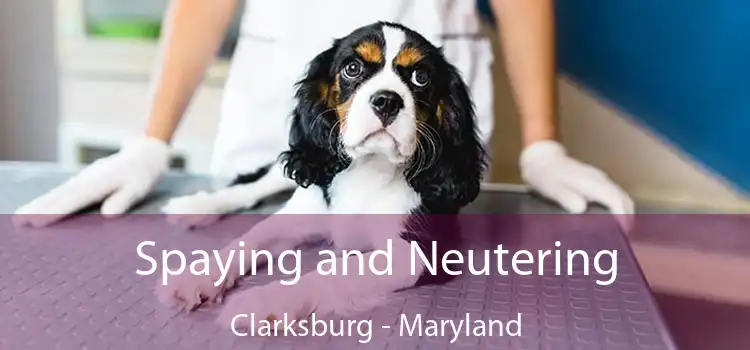 Spaying and Neutering Clarksburg - Maryland