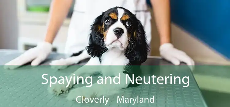 Spaying and Neutering Cloverly - Maryland