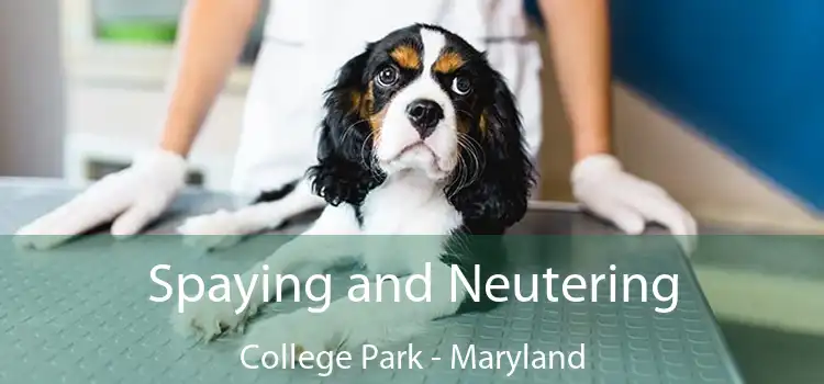 Spaying and Neutering College Park - Maryland